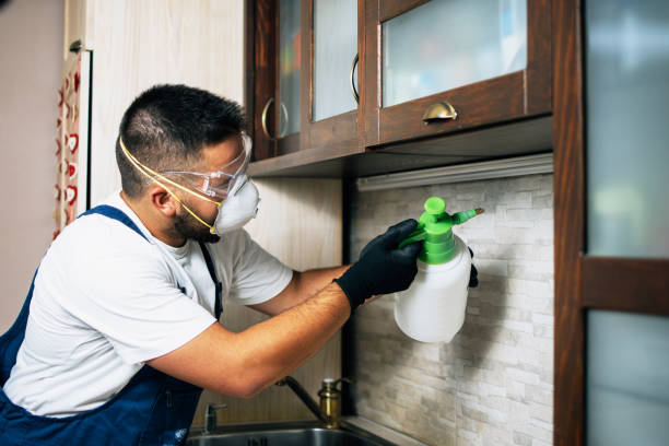 Best Ant Control Services  in Bangs, TX