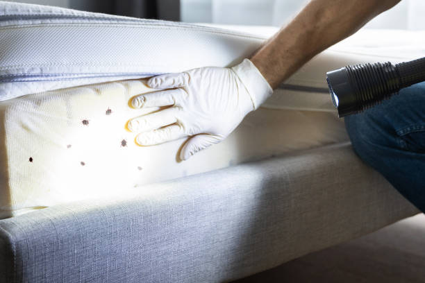 Best Emergency Pest Control  in Bangs, TX