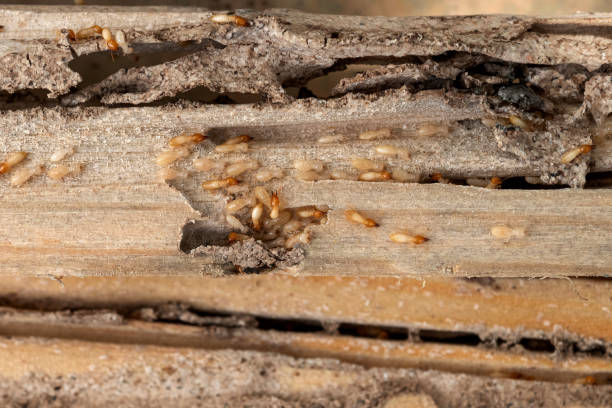 Best Commercial Pest Control Services  in Bangs, TX