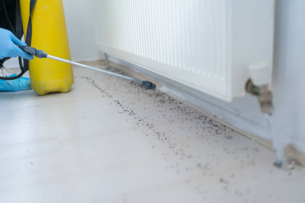 Flea Control Services in Bangs, TX